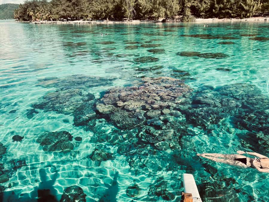 Bora Bora: 1/2 day Coral Discovery tour - Shared tour - Pickup, Meeting Points, and the One Timing Rule That Matters