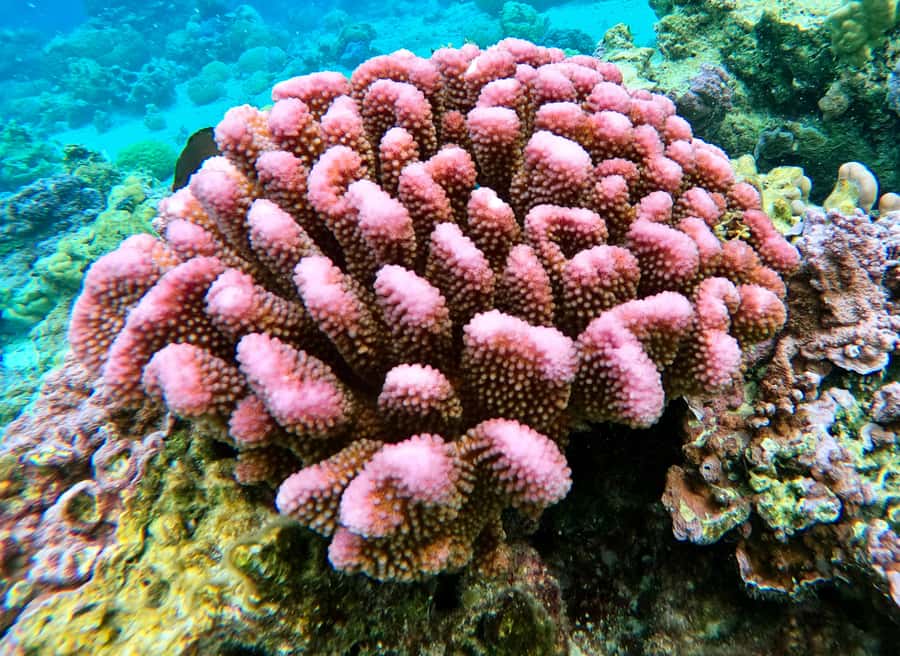 Bora Bora: 1/2 day Coral Discovery tour - Shared tour - Snorkeling Gear and Comfort: What’s Included, What to Bring