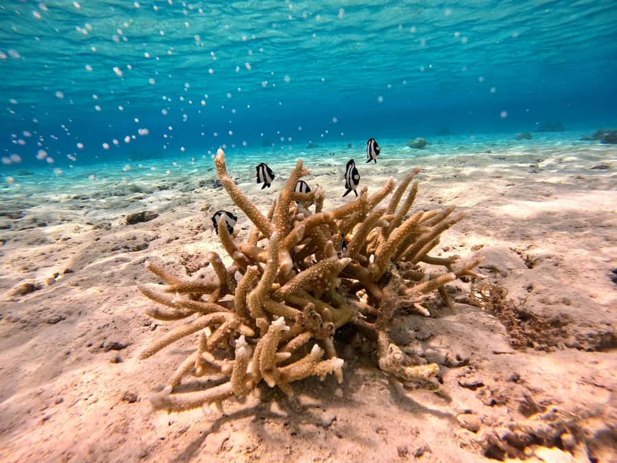 Bora Bora: 1/2 day Coral Discovery tour - Shared tour - The 3 Coral Discovery Stops in the Bora Bora Lagoon