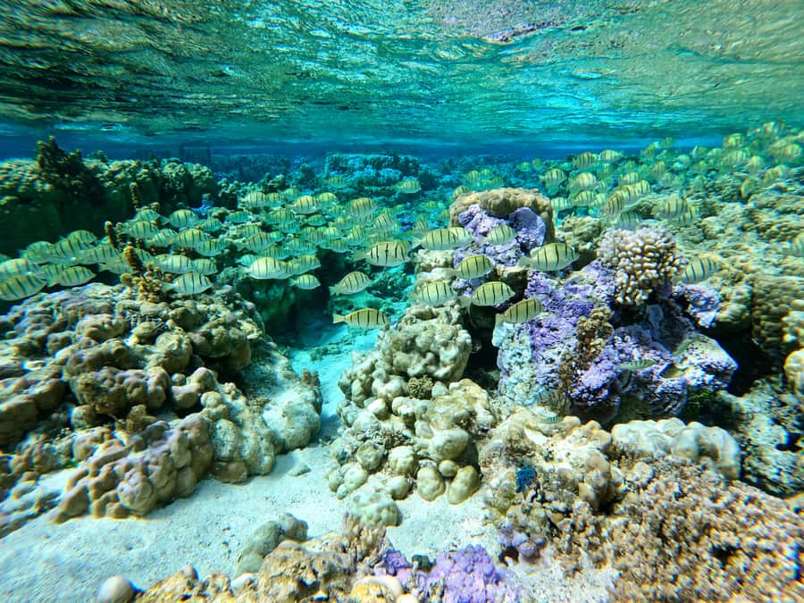 Bora Bora: 1/2 day Coral Discovery tour - Shared tour - Manta Rays and Sharks: How to Set Expectations the Right Way