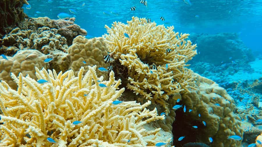 Bora Bora: 1/2 day Coral Discovery tour - Shared tour - Weather, What Can Go Wrong, and How the Tour Handles It