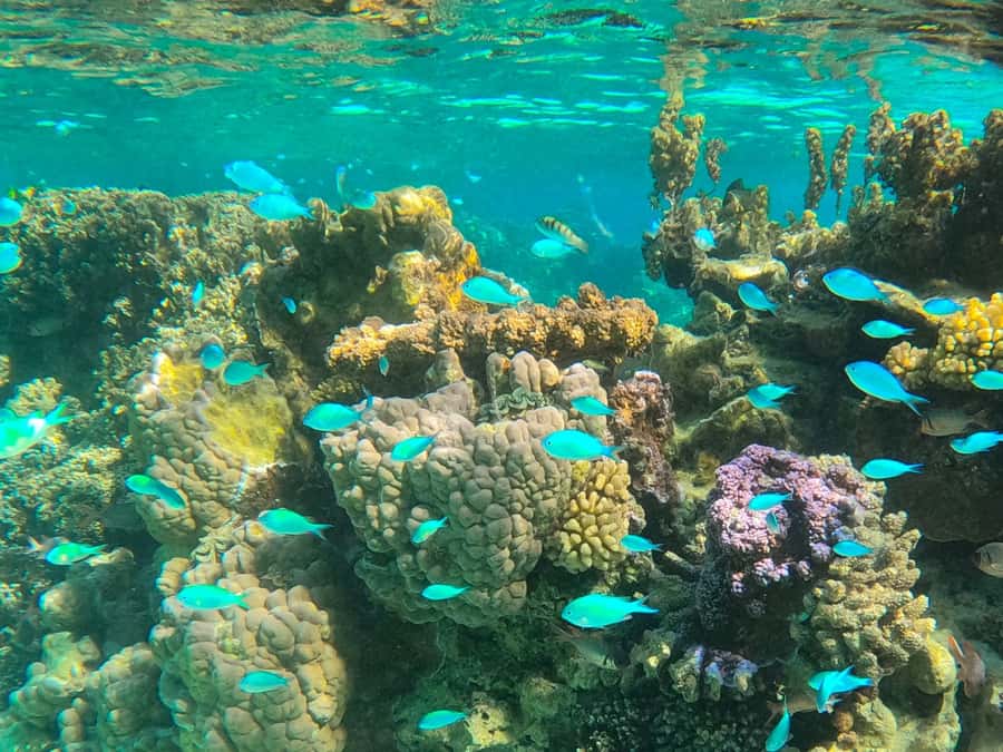 Bora Bora: 1/2 day lagoon safari - Shared tour - Key things I’d zero in on