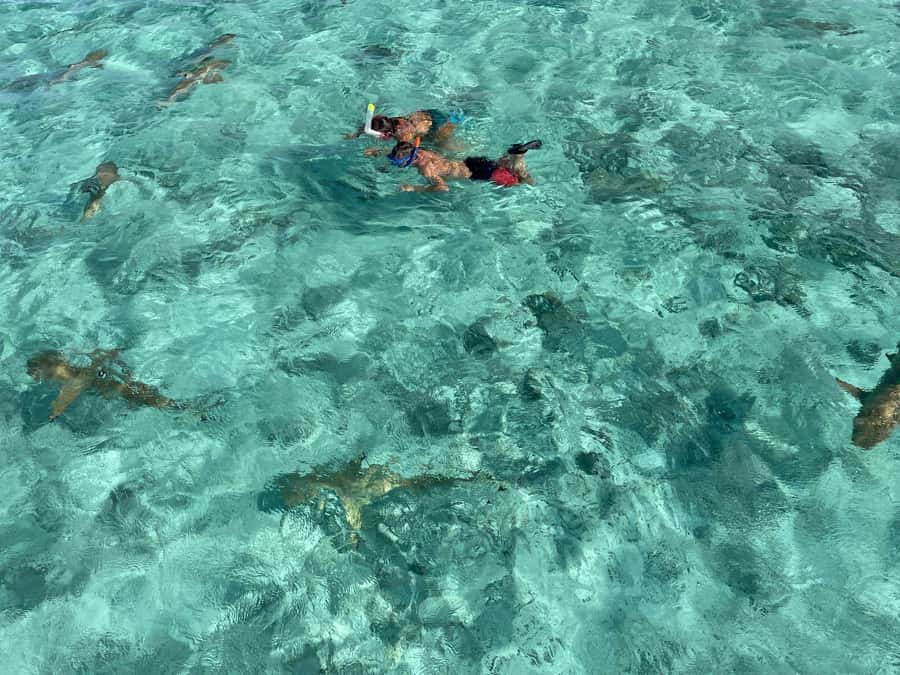 Bora Bora: 1/2 day lagoon safari - Shared tour - Bora Bora lagoon safari: what the 4 hours feels like in real life