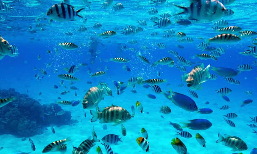 Bora Bora: 1/2 day lagoon safari - Shared tour - What’s included (and what you still need to bring)