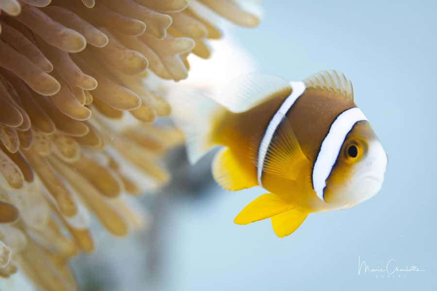 Bora Bora: 1 afternoon dive for certified divers - Key highlights you will actually care about