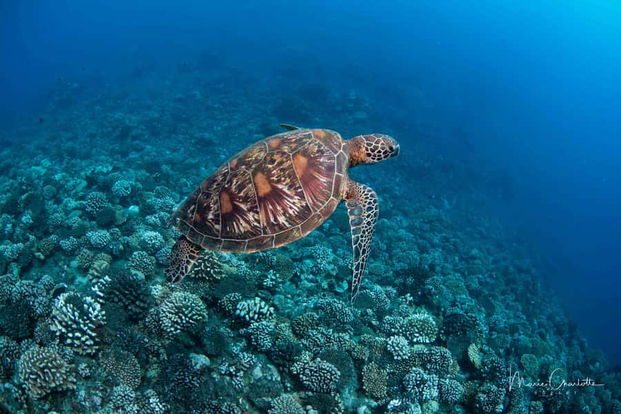 Bora Bora: 1 afternoon dive for certified divers - Afternoon Timing in Bora Bora, With Pick-up and Return Around 4:30