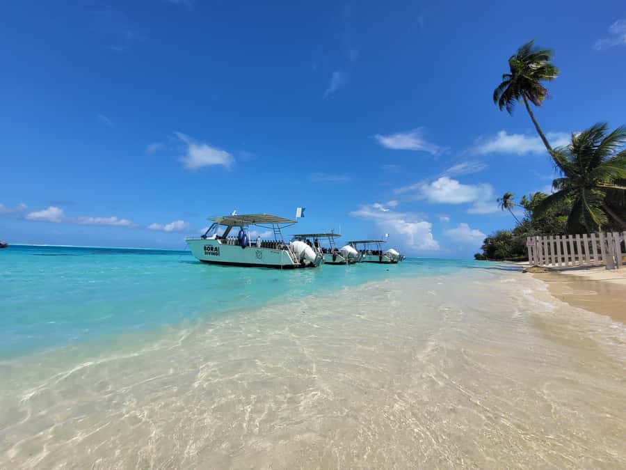 Bora Bora: 1 afternoon dive for certified divers - What You’ll See: Mantas, Stingrays, Turtle, and Napoleon Fish
