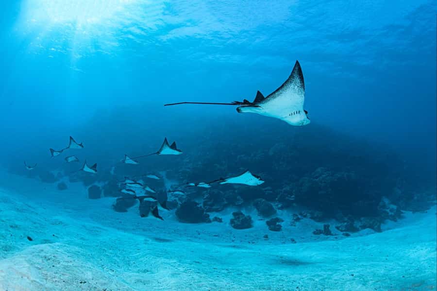 Bora Bora: 1 afternoon dive for certified divers - Small-Group Briefing and the Underwater Plan at 15 to 20 Meters