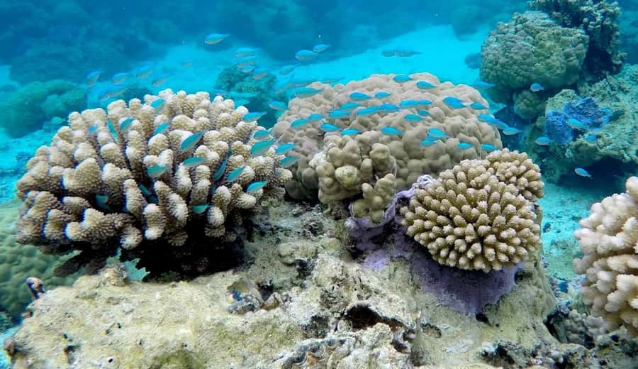 Bora Bora: 3.5-Hour Lagoon Boat Tour with Snorkeling - Why Bora Bora lagoon snorkeling feels different with a boat tour