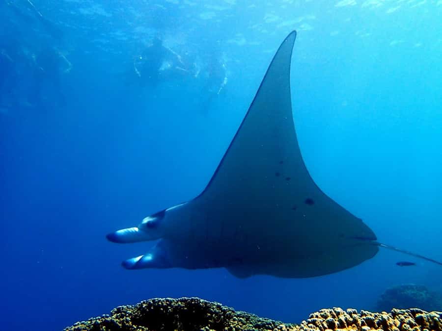 Bora Bora: 3.5-Hour Lagoon Boat Tour with Snorkeling - Coral gardens snorkeling: what you are really paying for