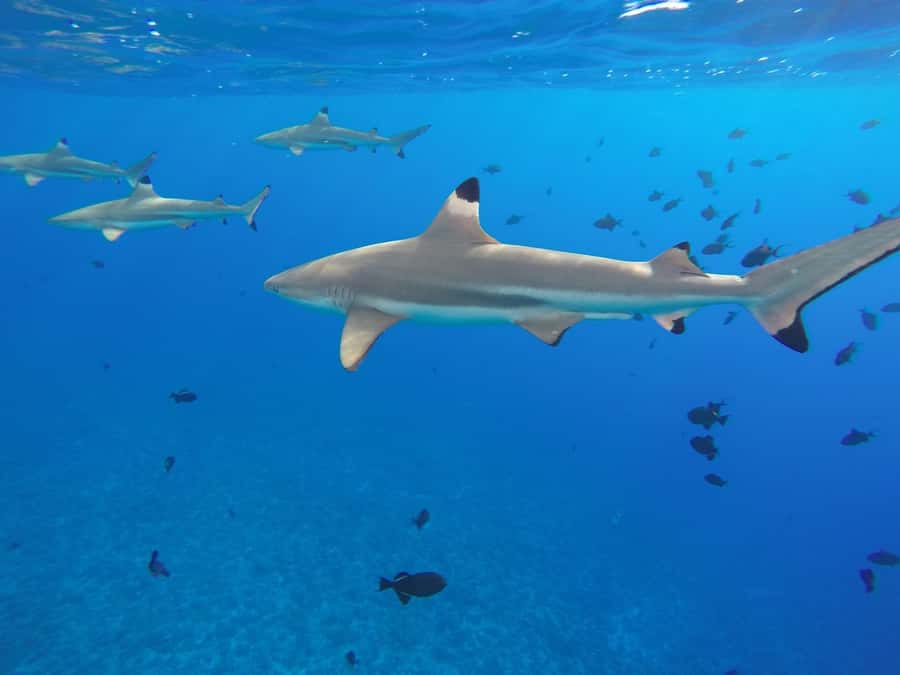 Bora Bora: 3.5-Hour Lagoon Boat Tour with Snorkeling - Eagle rays when conditions allow, and how to follow them
