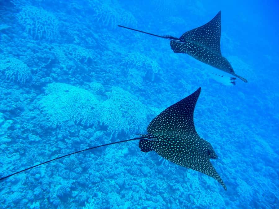 Bora Bora: 3.5-Hour Lagoon Boat Tour with Snorkeling - Value check: why $148 per person can be a fair deal