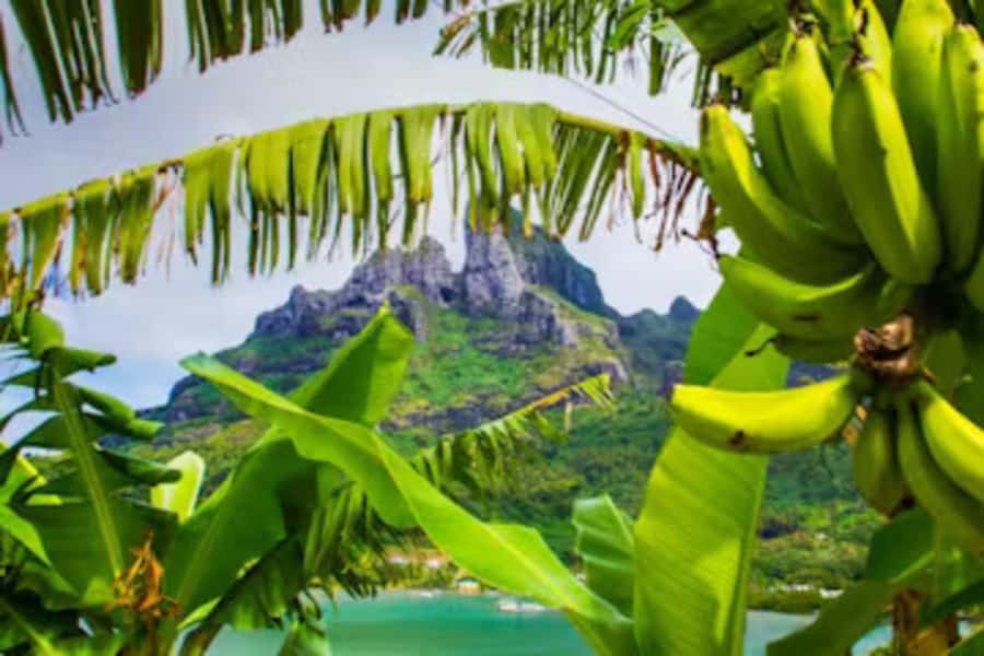 Bora Bora: 4WD History & Culture Tour - WWII heritage from 1942, seen in context