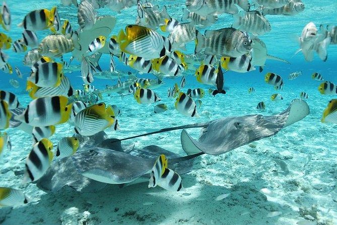 Bora Bora 4WD Tour & Eco Shark & Ray Snorkel Cruise - Lagoon Snorkeling With Stingrays and Black-Tip Sharks
