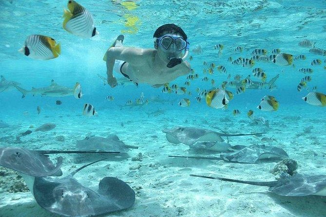 Bora Bora 4WD Tour & Eco Shark & Ray Snorkel Cruise - Who This Tour Is Best For (and Who Might Want a Different Style)