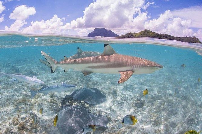 Bora Bora 4WD Tour & Eco Shark & Ray Snorkel Cruise - Price and Logistics: Is $260.58 Good Value Here?