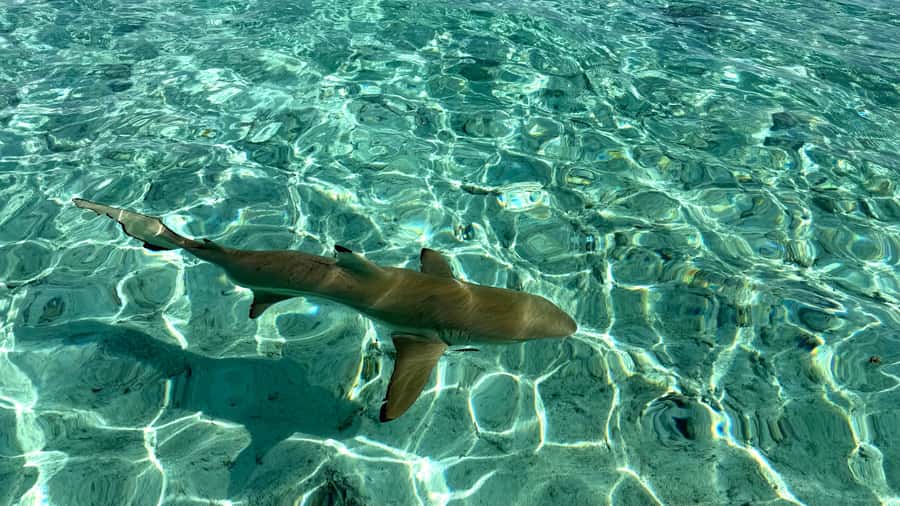 Bora Bora: Blue Lagoon Cruise, Snorkeling and Lunch . - Key Things That Make This Blue Lagoon Cruise Worth Your Time