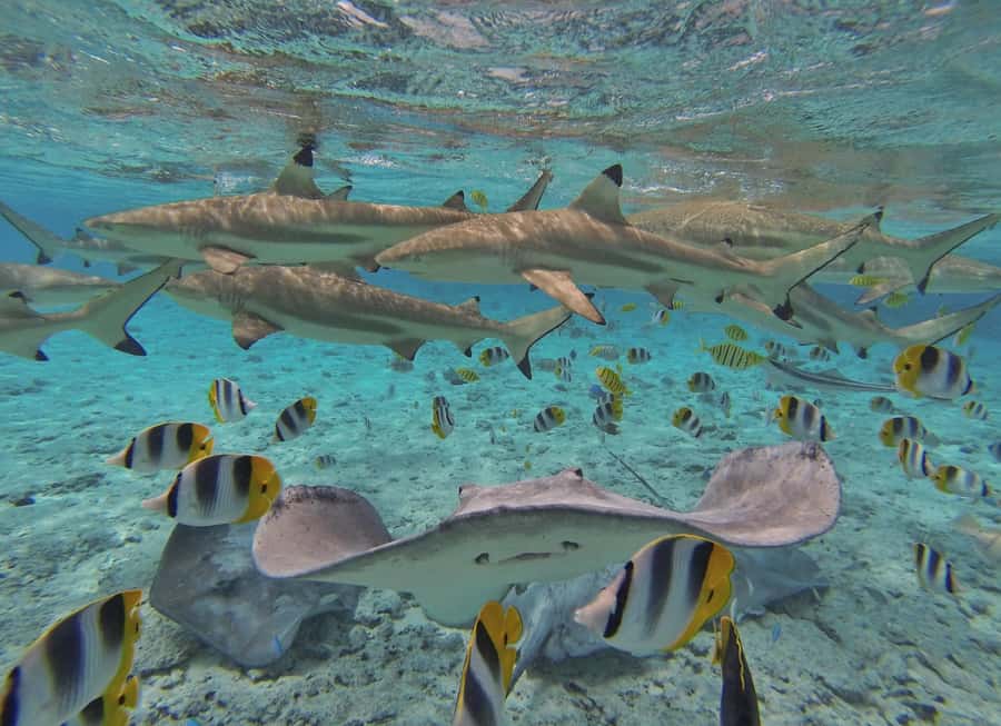 Bora Bora by Land and Sea: 4WD Safari and Snorkel - Snorkeling the Coral Gardens, Rules That Keep the Water Beautiful