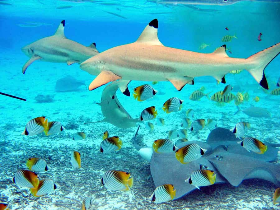 Bora Bora: Eco Shark and Snorkeling Safari - Key Things I’d Notice Right Away