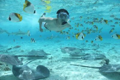 Eco Shark and Snorkeling Safari