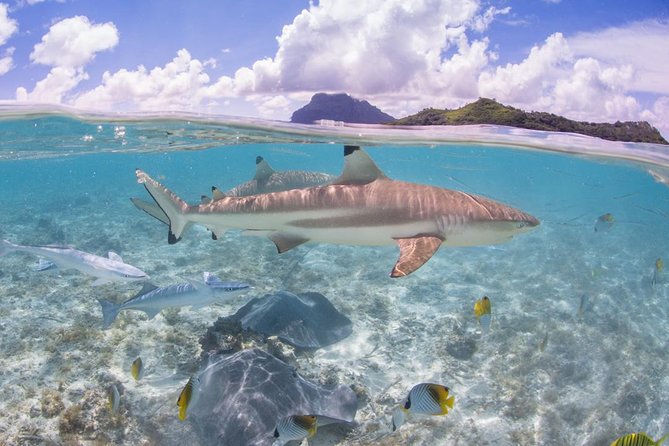 Bora Bora Eco Snorkel Cruise Including Snorkeling with Sharks and Stingrays - Stop 2 at the Coral Garden: calm water, big color, great reef time