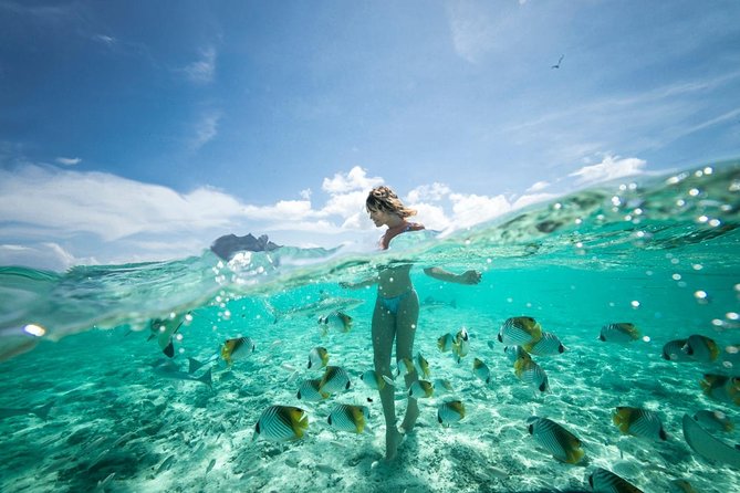 Bora Bora Eco Snorkel Cruise Including Snorkeling with Sharks and Stingrays - Along the way: bonus wildlife chances you should not ignore