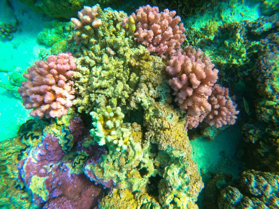 Bora Bora: Full day Lagoon Safari & Lunch on a Motu - ST - Quick highlights