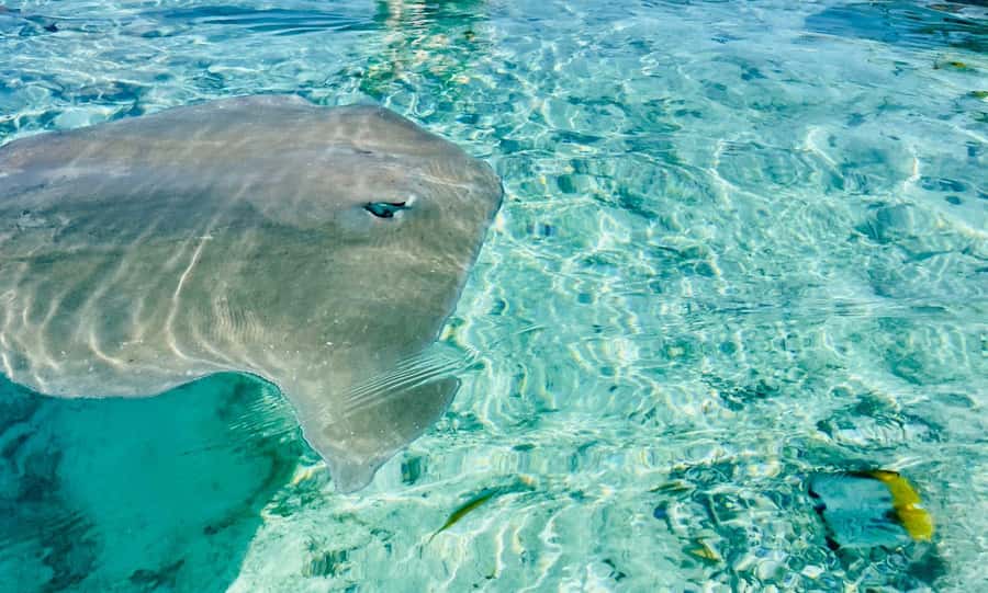 Bora Bora: Full day Lagoon Safari & Lunch on a Motu - ST - Entering the Bora Bora Lagoon Safari, how the day is paced