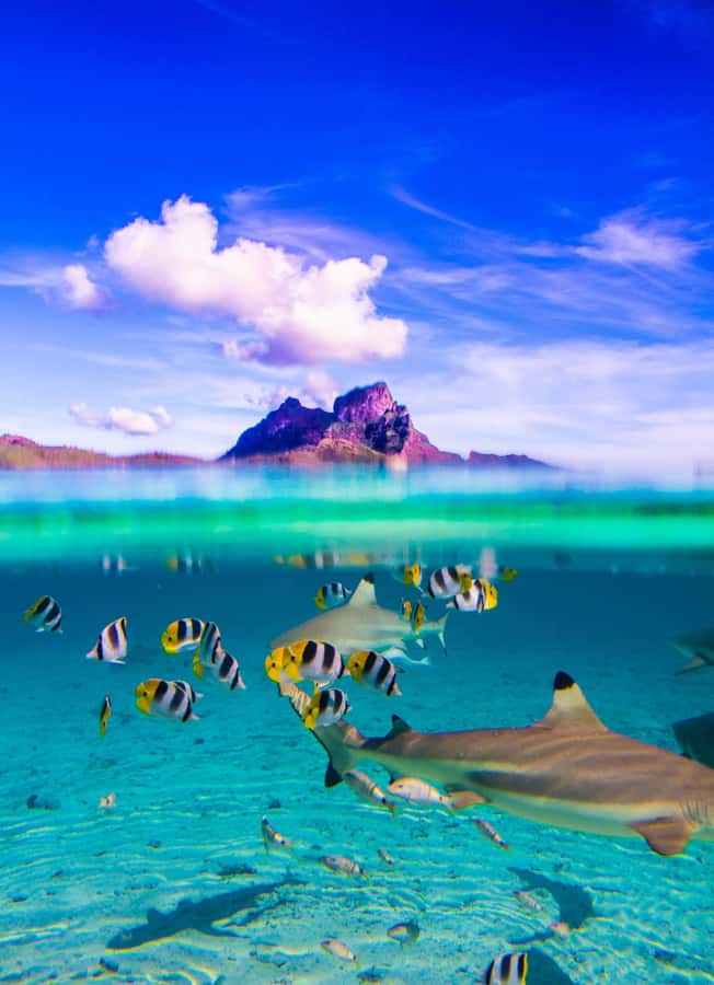 Bora Bora: Full-Day Lagoon Snorkelling Tour - The core idea: boat views plus close-up lagoon life