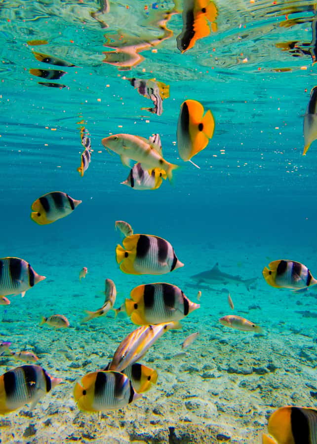 Bora Bora: Full-Day Lagoon Snorkelling Tour - Ray feeding in waist-deep water: gentle, hands-on, and very approachable