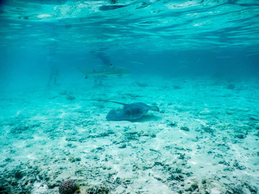 Bora Bora: Half-Day Lagoon Snorkelling Tour - First taste of the Bora Bora lagoon on the boat ride
