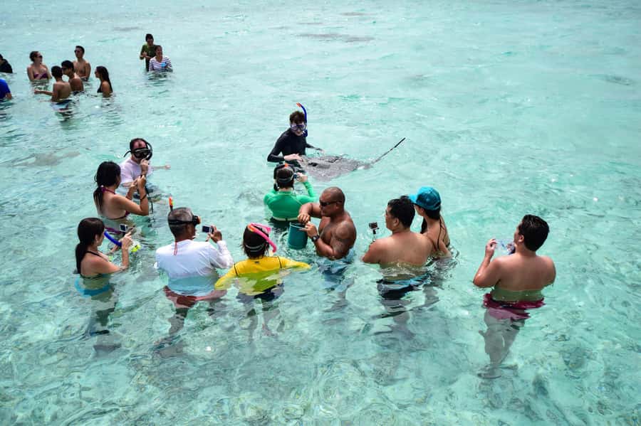 Bora Bora: Half-Day Lagoon Snorkelling Tour - Reef sharks at the edge: thrilling, but keep your expectations grounded