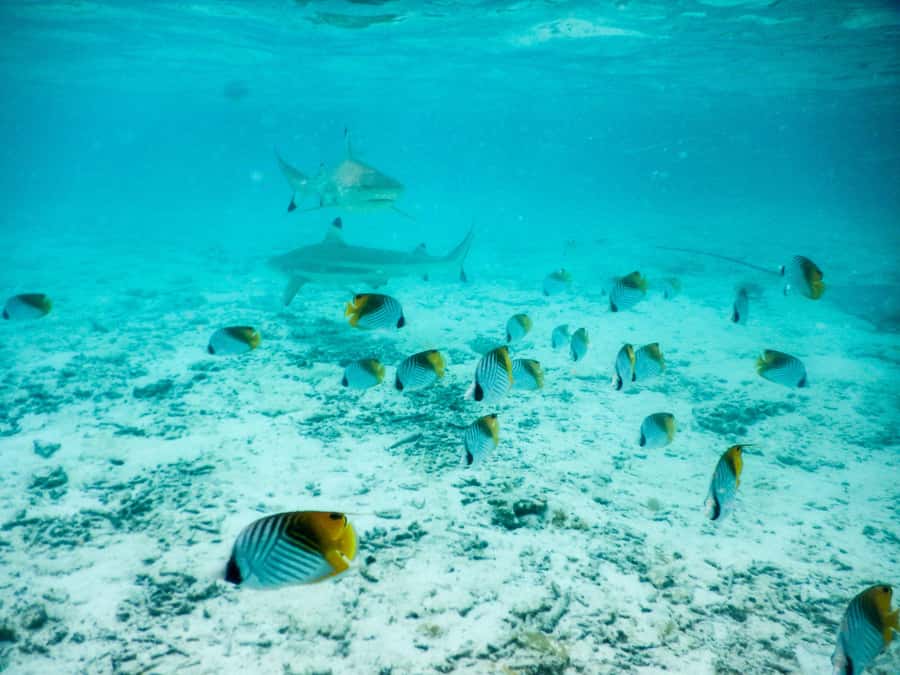 Bora Bora: Half-Day Lagoon Snorkelling Tour - The coral garden stop, where hand-feeding turns fish into your neighbors