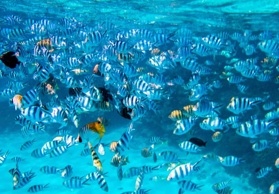 Bora Bora: Half-Day Lagoon Snorkelling Tour - Price and value: is $106 for 3 hours a fair deal?
