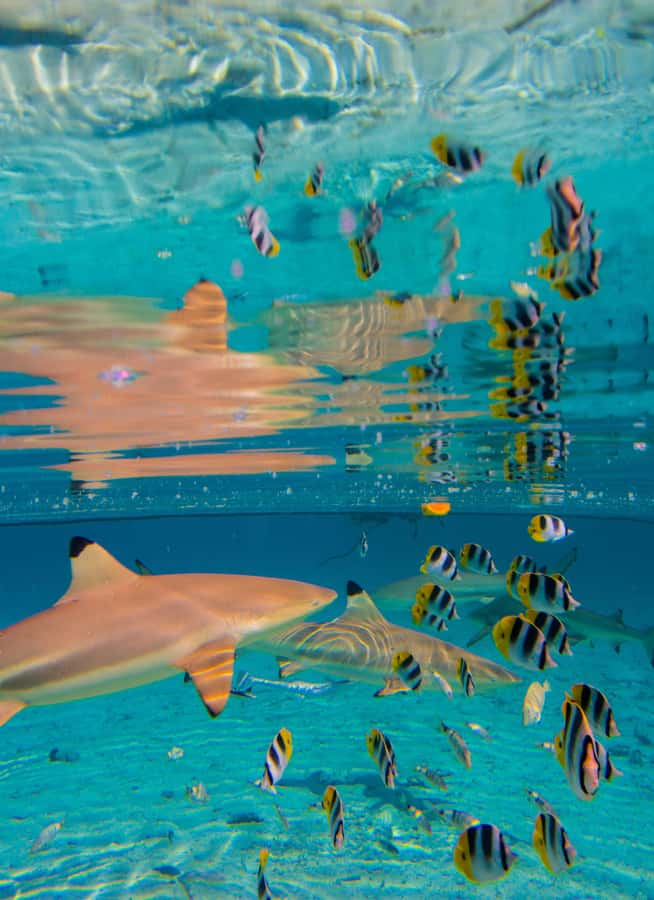Bora Bora: Half-Day Lagoon Snorkelling Tour - Who should book the half-day lagoon snorkeling tour