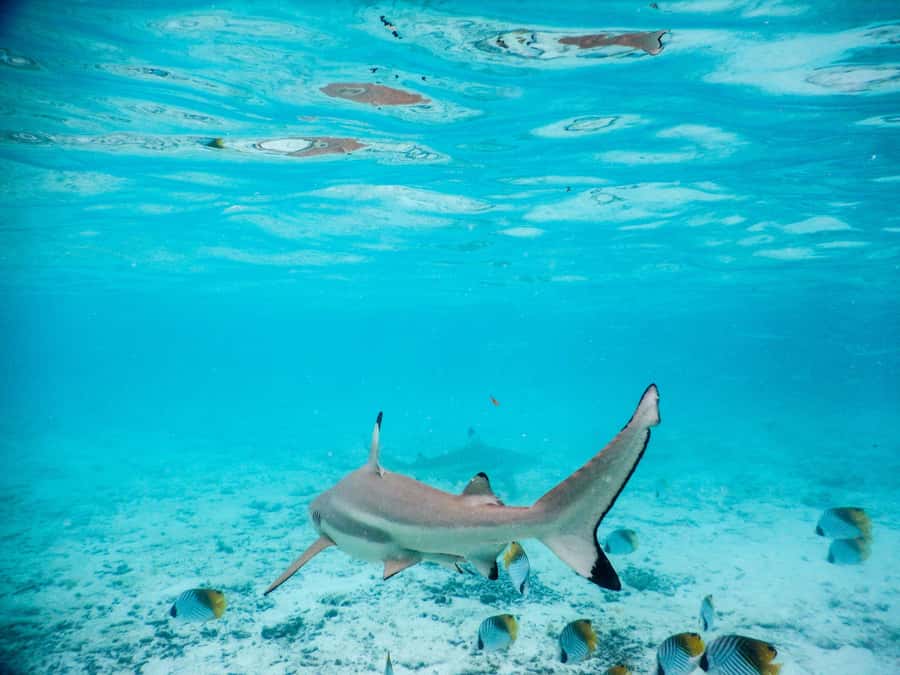 Bora Bora: Half-Day Lagoon Snorkelling Tour - Ray discovery in waist-deep water, what it feels like and why it matters
