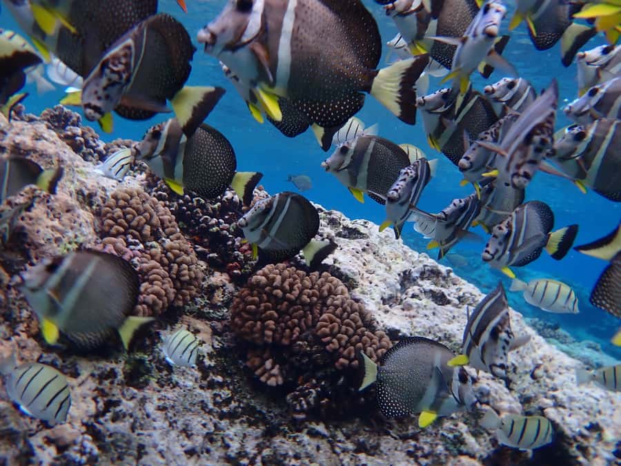 Bora Bora: Introductory Dive - Key Things You’ll Notice Right Away