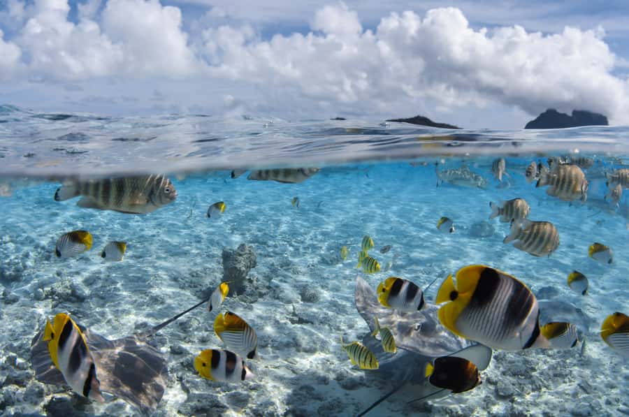 Bora Bora: Introductory Dive - Underwater in Bora Bora: Coral Garden, Tropical Fish, and Weightlessness