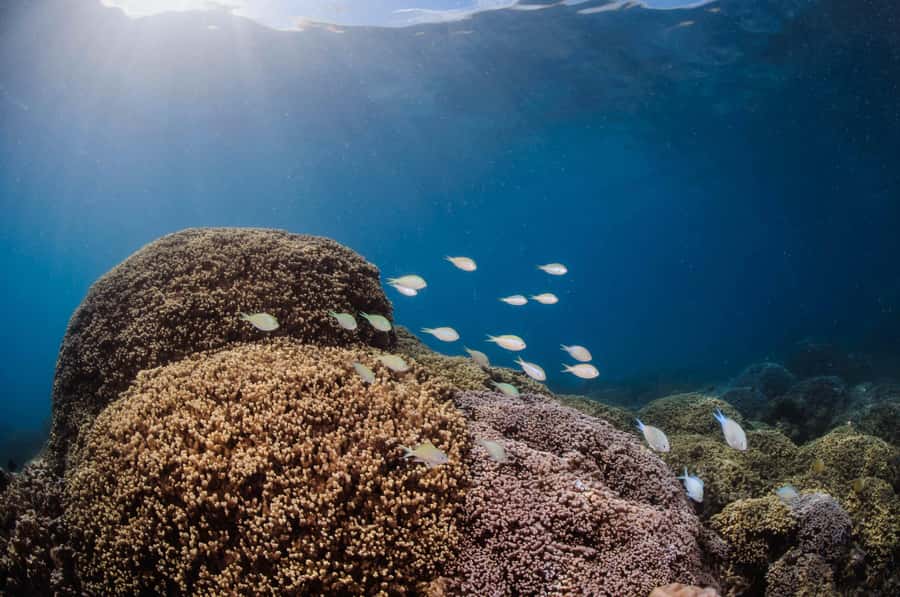 Bora Bora: Introductory Dive - Practical Tips That Make the Session Feel Easier