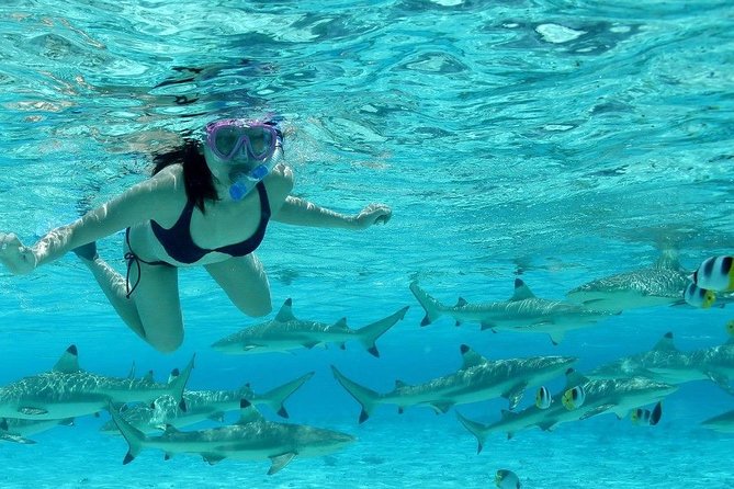Bora Bora Jet Ski Tour, & Eco Shark / Ray Snorkel Cruise - The Eco Shark and Stingray Safari: What the Afternoon Actually Feels Like