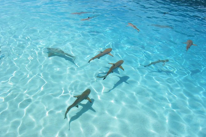 Bora Bora Jet Ski Tour, & Eco Shark / Ray Snorkel Cruise - Snorkeling Stops and the Coral Garden Factor