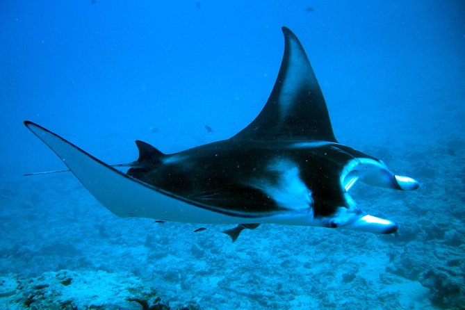 Bora Bora Jet Ski Tour, & Eco Shark / Ray Snorkel Cruise - The Value Question: Is $323.28 per Person Reasonable?