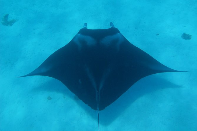 Bora Bora Lagoon Snorkeling Tour by Private Boat - Key points that make this tour worth your time
