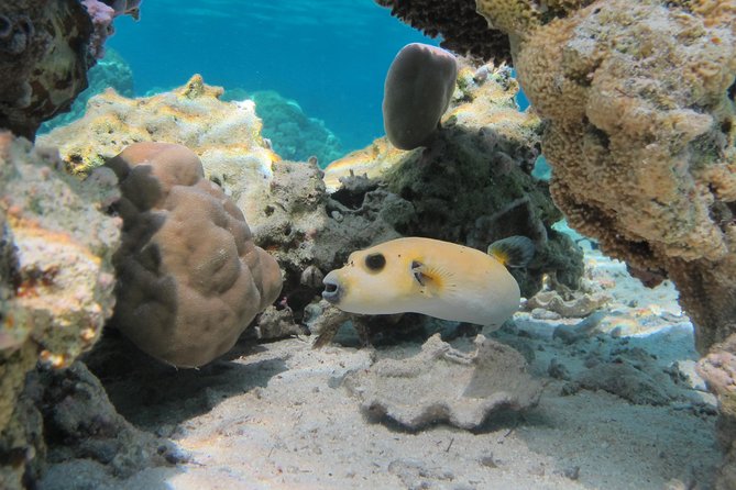 Bora Bora Lagoon Snorkeling Tour by Private Boat - The guided route: coral garden magic, manta ray time, and a shark outer reef stop