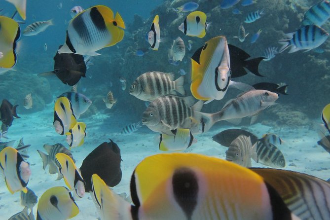 Bora Bora Lagoon Snorkeling Tour by Private Boat - What I’d do to maximize your wildlife sightings (practical tips that help)