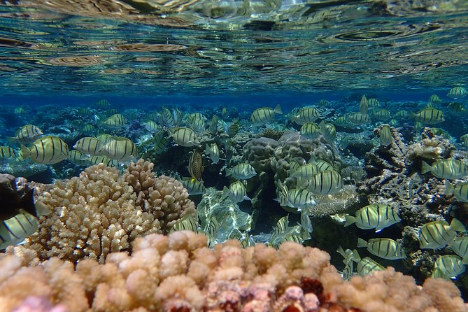 Bora Bora Lagoon Snorkeling Tour by Private Boat - Guides that people remember, and why it matters