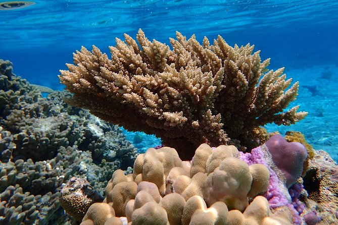 Bora Bora Lagoon Snorkeling Tour by Private Boat - Price and what you actually get for $650 per group