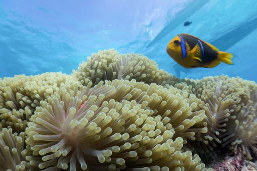 Bora Bora: Lagoon Tour and Snorkeling Experience - Key points that matter most on this Bora Bora lagoon tour