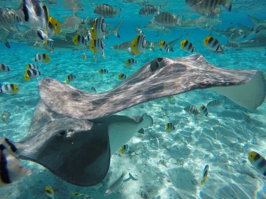 Bora Bora: Lagoon Tour and Snorkeling Experience - Stop 1: stingrays in warm shallow water, what the guide actually does