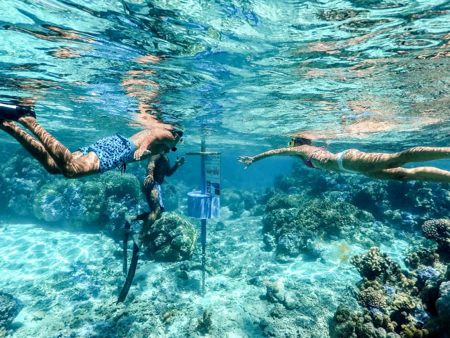 Bora Bora: Lagoon Tour and Snorkeling Experience - Stop 3: blacktip and lemon sharks, your comfort options in the water